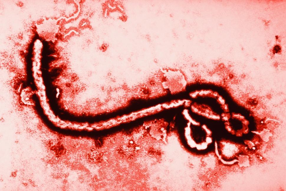 Is the Ebola Threat Real